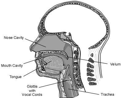 1:The Human Speech Organ